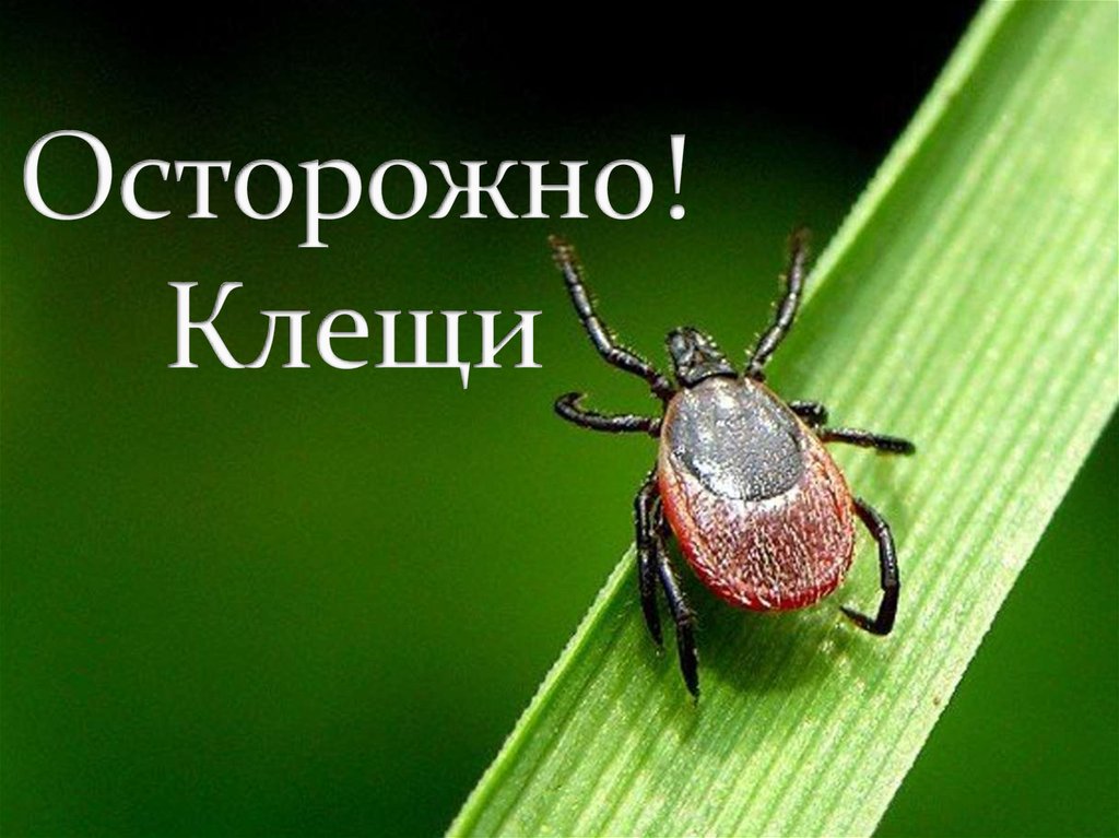 ПАМЯТКА по профилактике клещевых инфекций.